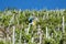 A farmer applies pesticides in a vineyard