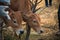 Farmer apply vaccination Foot and mouth disease cow