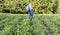A farmer applying insecticides to his potato crop. Legs of a man in personal protective equipment for the application of