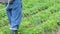 A farmer applying insecticides to his potato crop. Legs of a man in personal protective equipment for the application o