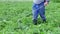 A farmer applying insecticides to his potato crop. Legs of a man in personal protective equipment for the application o