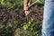 Farmer attaching stakes to the young vineyard. Copy space