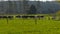 A farmer on an ATV brings in the cows on a dairy farm in new zealand