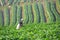 Farmer and beautiful strawberry farm in the morning