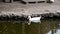 Farmer bird white duck swims on a lake
