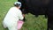 Farmer black cow milking