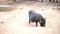 Farmer black pig in the farmyard digs sand