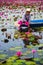 Farmer on blue boat harvesting beuatiful pink lotus