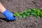 The farmer in blue gloves and cleans hands weeds from the soil.