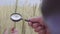 Farmer` or botanist`s hand with magnify glass tool closeup check examine inspect wheat spikelets of rye in agricultural