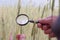 Farmer` or botanist`s hand with magnify glass tool closeup check examine inspect wheat spikelets of rye in agricultural