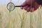 Farmer` or botanist`s hand with magnify glass tool closeup check examine inspect wheat spikelets of rye in agricultural