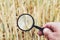 Farmer` or botanist`s hand with magnify glass tool closeup check examine inspect wheat spikelets of rye in agricultural