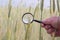 Farmer` or botanist`s hand with magnify glass tool closeup check examine inspect wheat spikelets of rye in agricultural