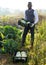 Farmer with box of cauliflowers