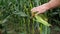 Farmer breaking corn cob from the plant. Hand holding the corn cob broken and removing peels. Concept of abundance and great yield