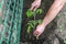 Farmer buries a tomato seedling in the garden in his garden bed. Top view of a green tomato. A guy with a shovel in his hand