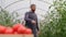 Farmer businessman, Growing tomatoes, Vegetable business, Greenhouse with tomatoes, Successful Farm Owner.