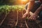 Farmer carefully inspecting rows of freshly planted crops. Generative AI