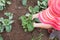 Farmer caring for young kale and cabbage plants