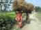 Farmer carries rice from the farm home in Kumrokhali, India