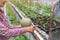 Farmer carry melon seedling tray in greenhouse