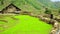 farmer carry woods on back, rice paddy terraces, Vietnam