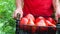 Farmer carrying crate with fresh organic tomatoes. Horticulture. Homegrown vegetables