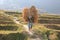 Farmer Carrying Heavy Load of Grain II, Bhutan