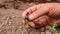 Farmer catches a mole cricket. Holding a mole cricket  closeup mole cricket in the garden. close up mole cricket. animal, insects,