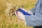 Farmer with cereal and folder on the field