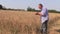 Farmer check his agricultural field. Mature wheat plants