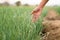 Farmer check his crop plant health by examination plant leaf