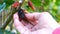 Farmer check for the ripe mulberry fruit