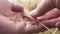 Farmer check wheat grains In hand in wheat field