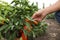 Farmer checking bell pepper bush in field, closeup. Harvesting time