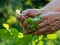 Farmer checking the bloom of potato plants in the garden