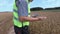 Farmer checking cereals on the field