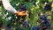 Farmer checking crop of grapes on ecological farm. Woman examining blue table grapes in garden