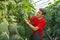 Farmer checking cucumber