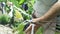 Farmer checking grapes