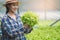 Farmer checking quality of hydroponic vegetables product before harvest and sell to customer in greenhouse plant