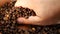 Farmer Checking Roasted Brown Coffee Beans