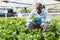 Farmer checking seedlings of Malabar spinach