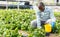 Farmer checking seedlings of Malabar spinach