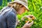 Farmer Checking Tangerines