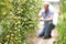 Farmer Checking Tomato Plants In Greenhouse