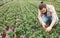 Farmer checking tomato seedlings