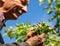 Farmer checking up condition of apple tree