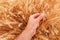 Farmer checking up development of grains in ripening wheat crop ears in field, close up of male hand